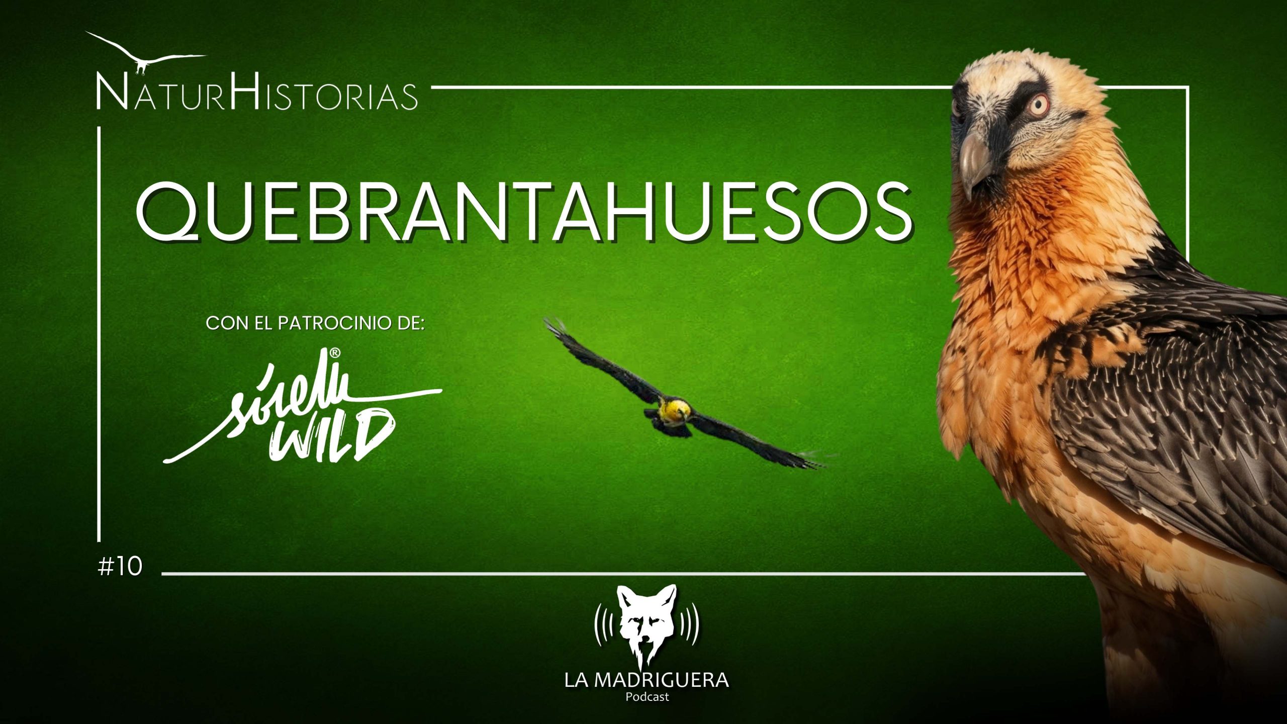 PORTADAS NATURHISTORIAS youtube
