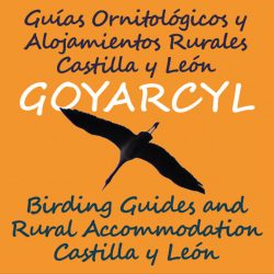 logo-goyarcyl-web